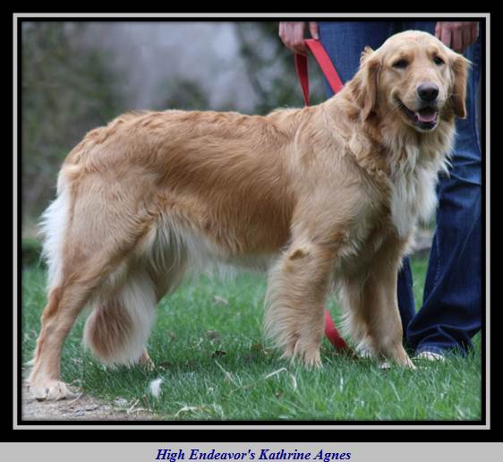 High Endeavor Golden Retrievers